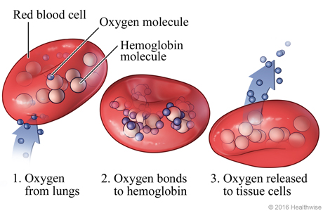 Oxygen and Carbon Dioxide Exchange